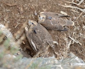 Saker falcon juveniles wearing GPS trackers on a simple nest against a rockface