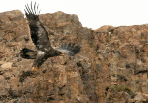 Eagle coming in for a landing in front of a rocky cliff
