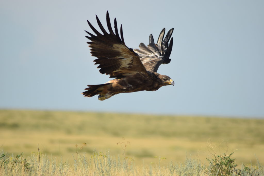 Immature Steppe eagle flying over steppe grassland. Photo by Igor Karyakin.