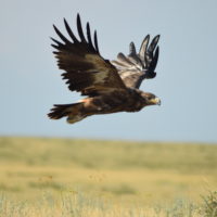 Immature Steppe eagle flying over steppe grassland. Photo by Igor Karyakin.