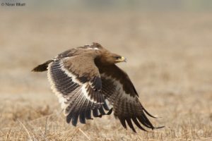Flying steppe eagle flying low over dry grassland