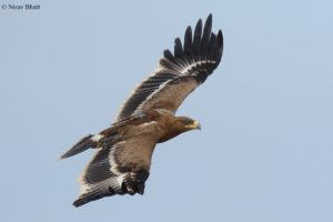Min the Steppe eagle soaring. Photo by Nirav Bhat