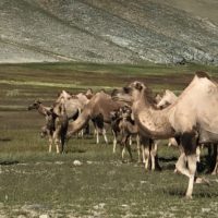 Camels in Mongolian Altai