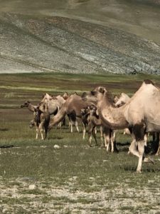 Herd of camels in a valley in Mongolian Altai
