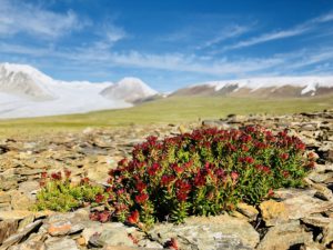 Rhodiola plant at Tavan Bogd in Mongolian Altai