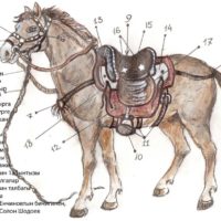 Parts of the horse diagram in Altaian language