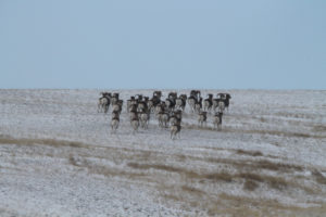 Herd of Argali sheep fleeing over the hilltop in Russian Altai