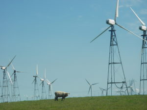 Wind power and sheep