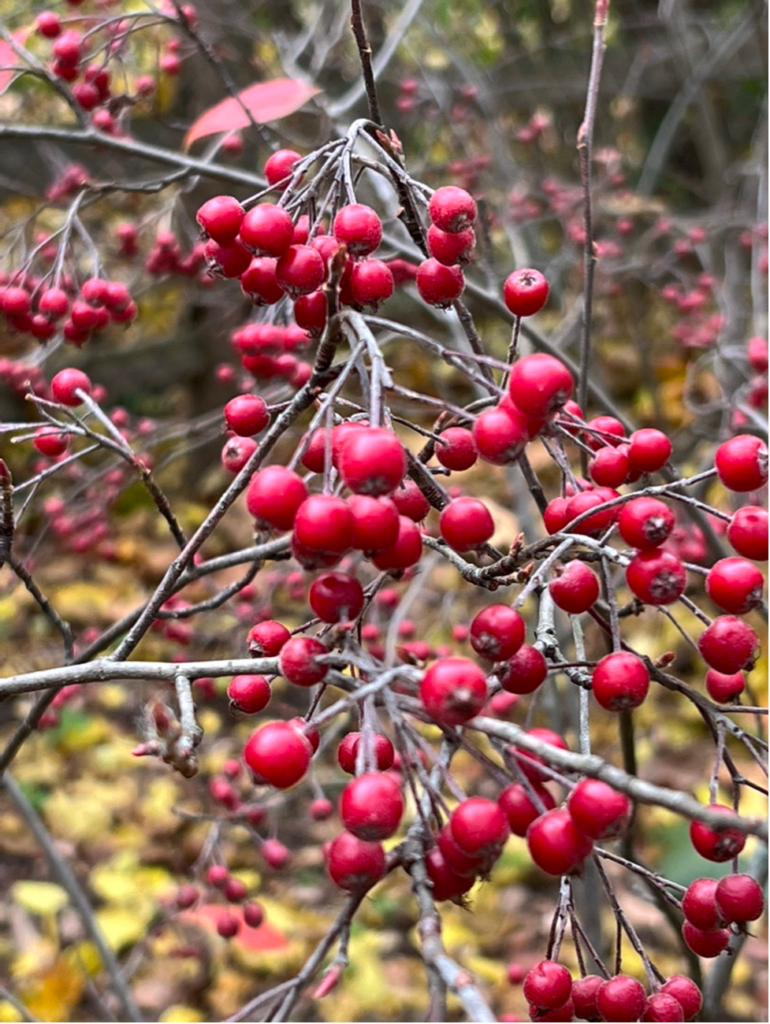 Winter aronia berries.