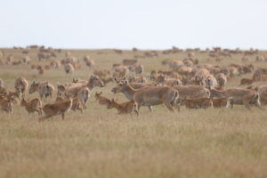 Herd of Saiga antelope, Wikimedia Commons