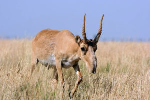 Saiga antelope, Wikimedia Commons