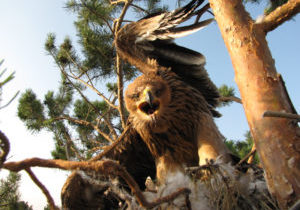 Eastern imperial eagle (photo by I. Karyakin)