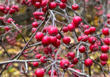 Winter aronia berries.