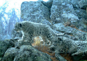 Two snow leopard kittens tumbling playfully on a rocky slope