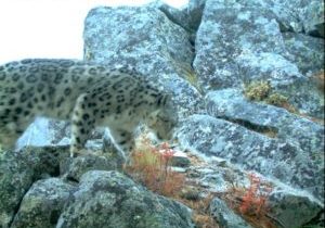 Snow leopard ascends a steep rocky slope