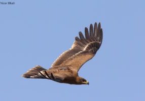 Steppe eagle "Kenzhik" with a GPS tracker, soaring