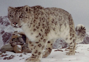 Snow leopard on the prowl. Photo by Snow Leopard Conservancy