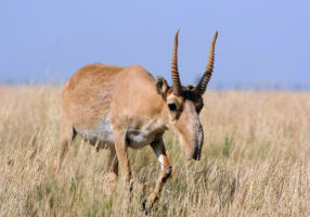 Saiga_tartarica