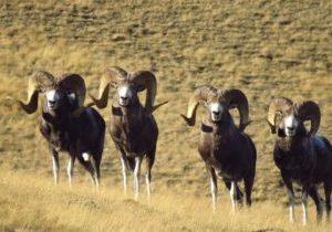 Four male argali sheep stand on a hillside in Altai Republic, Russia
